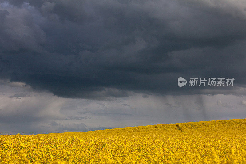 加拿大阿尔伯塔省的亮黄色油菜籽田和暴风雨的天空