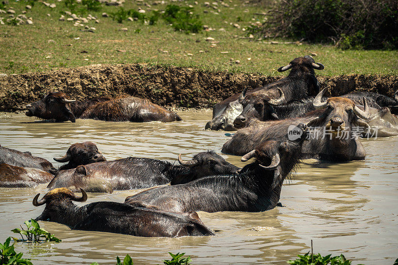 一群在河里游泳的水牛