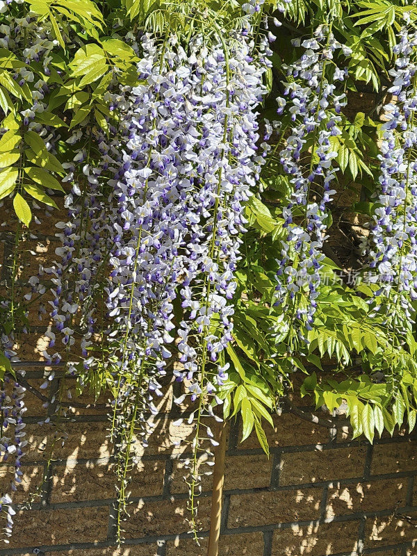 紫藤靠着围墙的花园