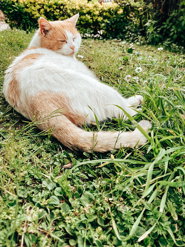 猫在草地上睡觉