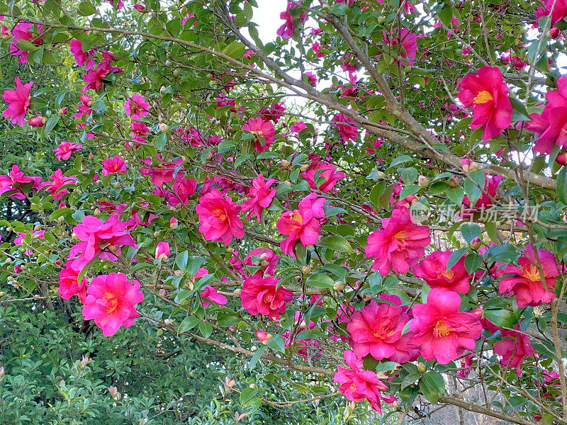 山茶花油茶花