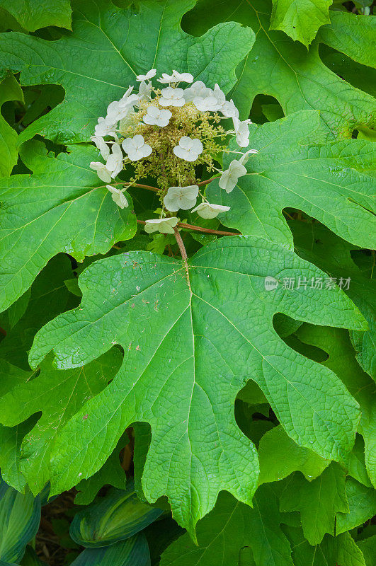 橡树叶子绣球花