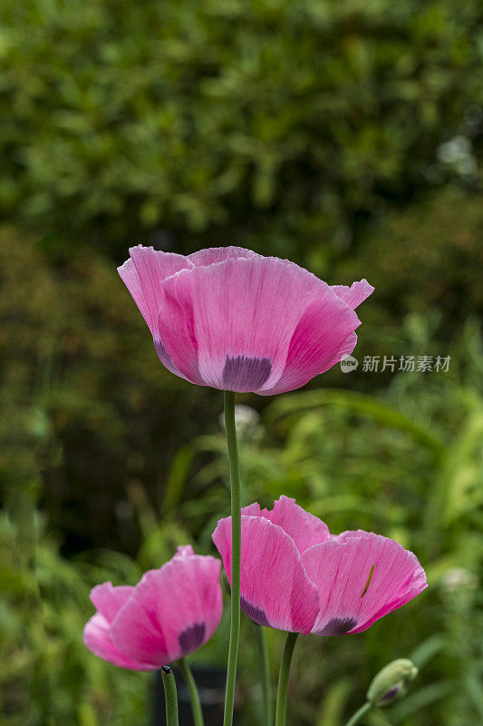 花园里的罂粟花