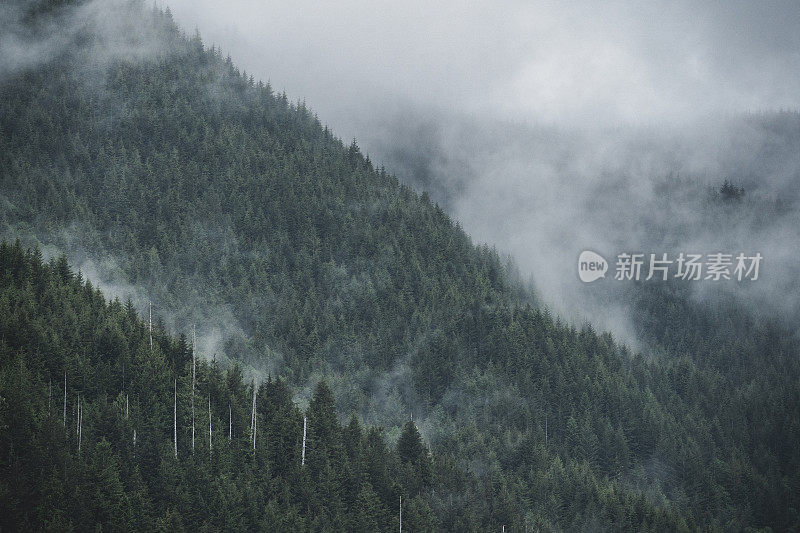 温哥华岛的雾雨林