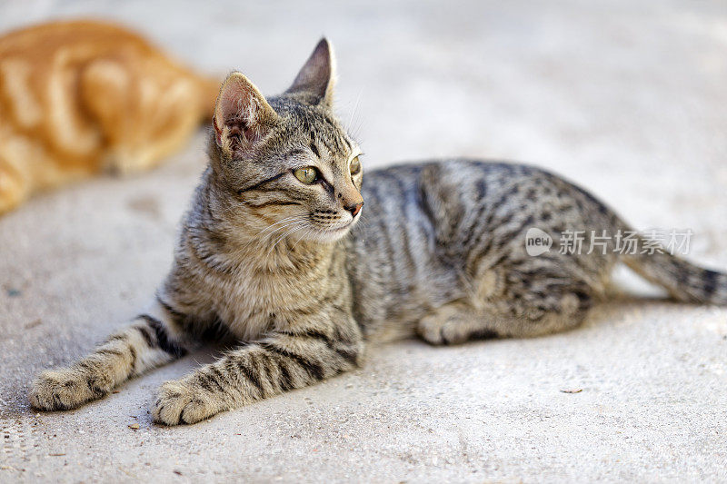 猫斑猫躺着