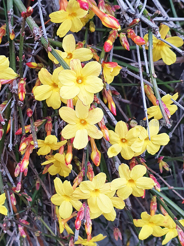 迎春花,Winter-Jasmin