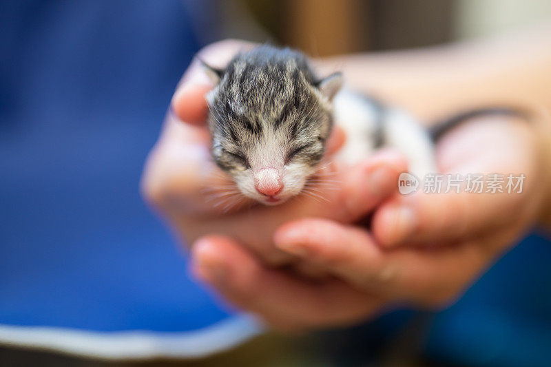 刚出生的小猫手牵着手