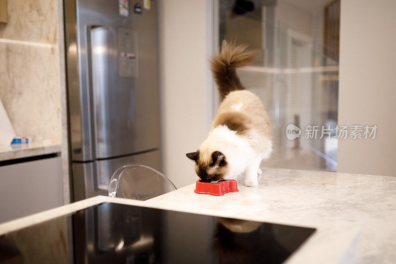 布娃娃猫在厨房柜台上吃宠物食品