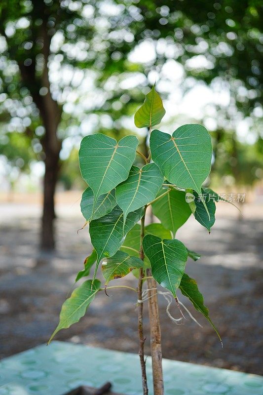 小榕树或圣无花果树