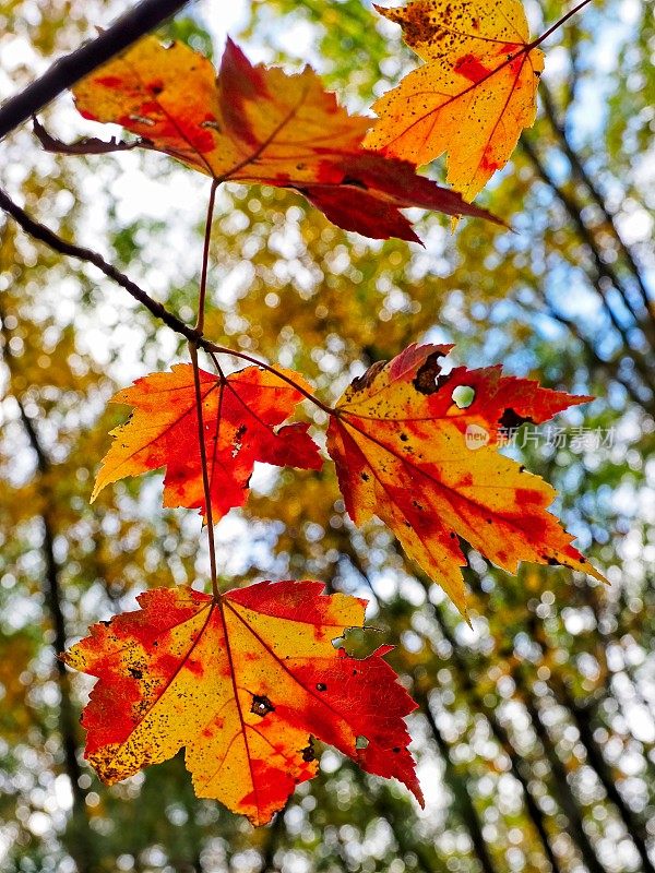 法恩斯沃斯保护区的小径上，秋天的树木颜色和其他植物群。法恩斯沃斯保护区是马萨诸塞州北安多弗埃塞克斯县的保护区绿地