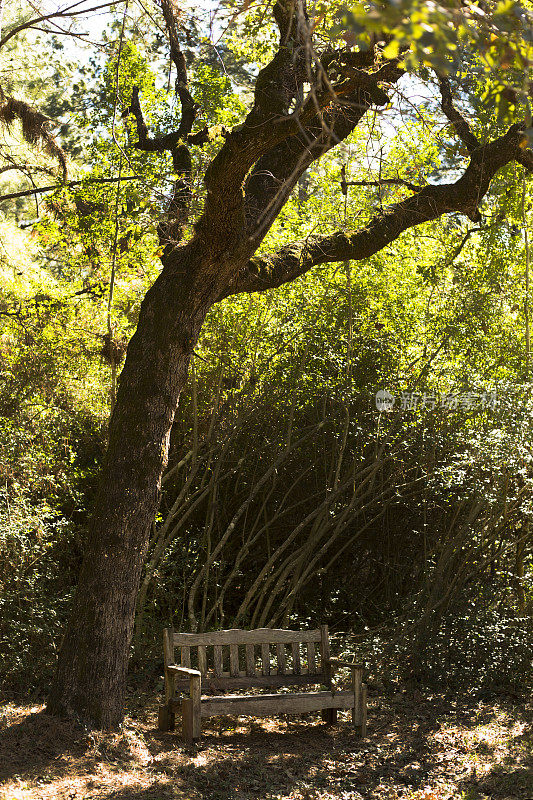 在树木繁茂的地区，一张大橡树下的旧木凳。