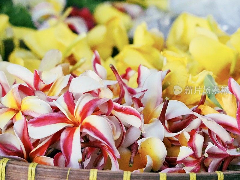 热带花卉-乌布市场，巴厘岛