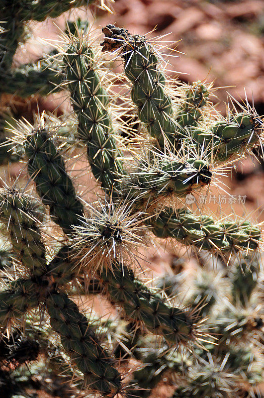 Cholla仙人掌，cylinropopody惠普尔，美国科罗拉多州弗里蒙特县