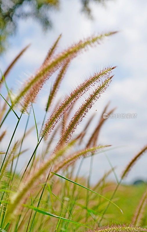 美丽的芦苇草花在天空和云软