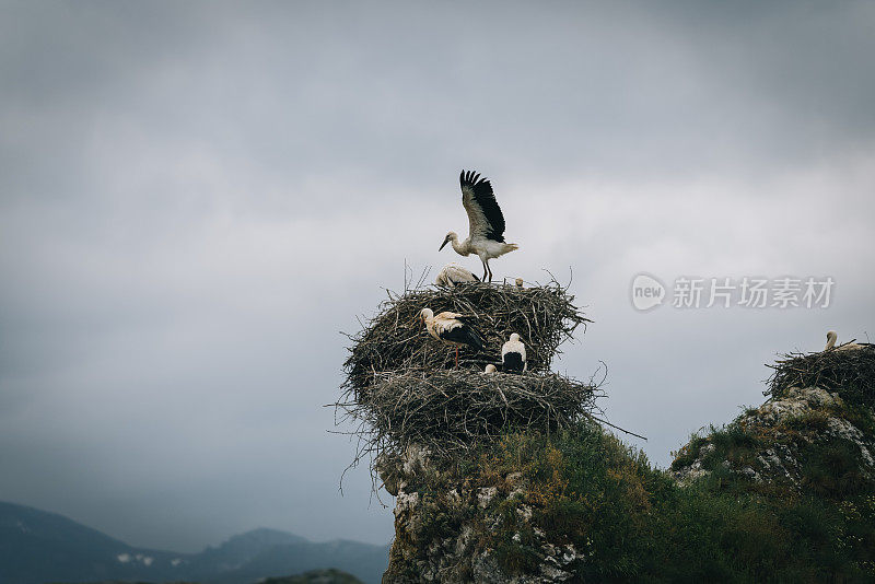 白鹳在尖塔上筑巢