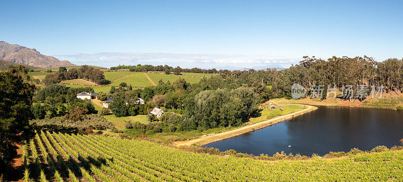 无人机拍摄的绿色葡萄园上方的Stellenbosch，开普敦