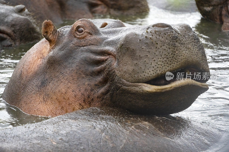 河马关闭