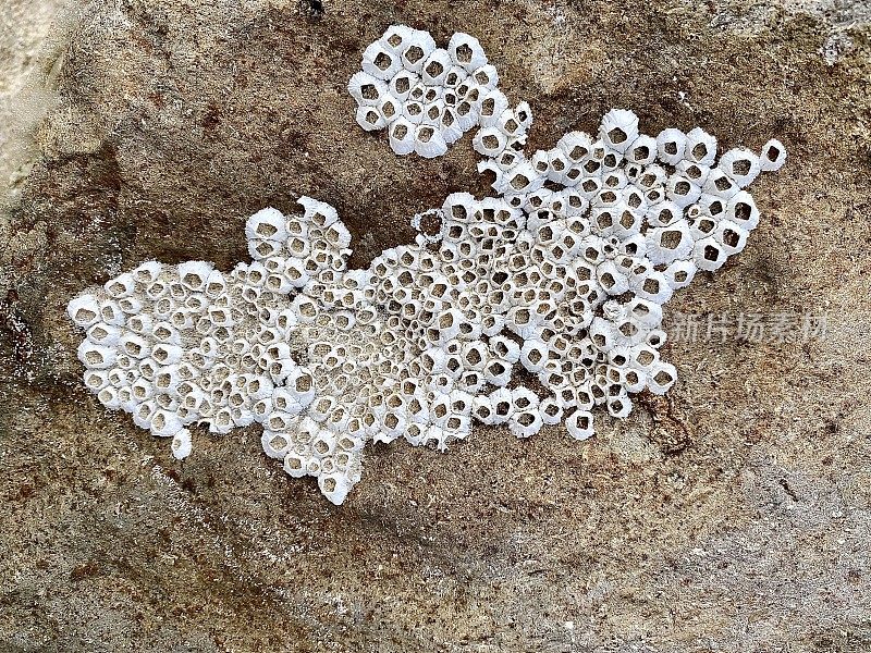 小小的白色贝壳藤壶在海滩岩石