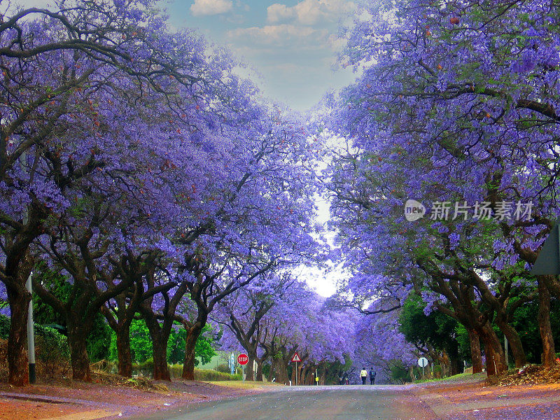 蓝花楹树开花