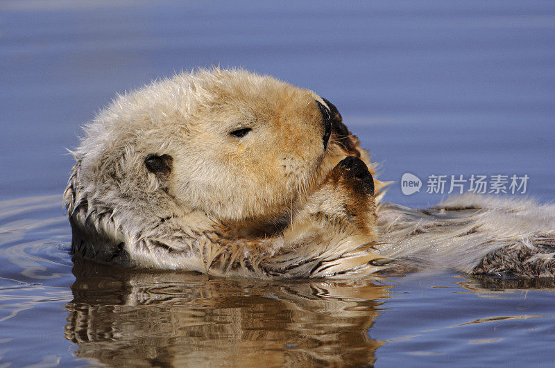 野生海獭在平静的海水中休息