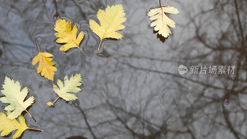 黄色的秋天落下的橡树叶，灰色的沥青路上的水洼。秋天光秃秃的无叶树