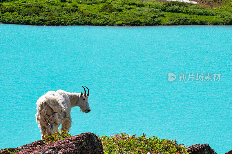 高山山羊在高山湖