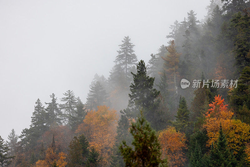 多色北方森林在秋天被雾包围在一个多云的雨天，魁北克，加拿大