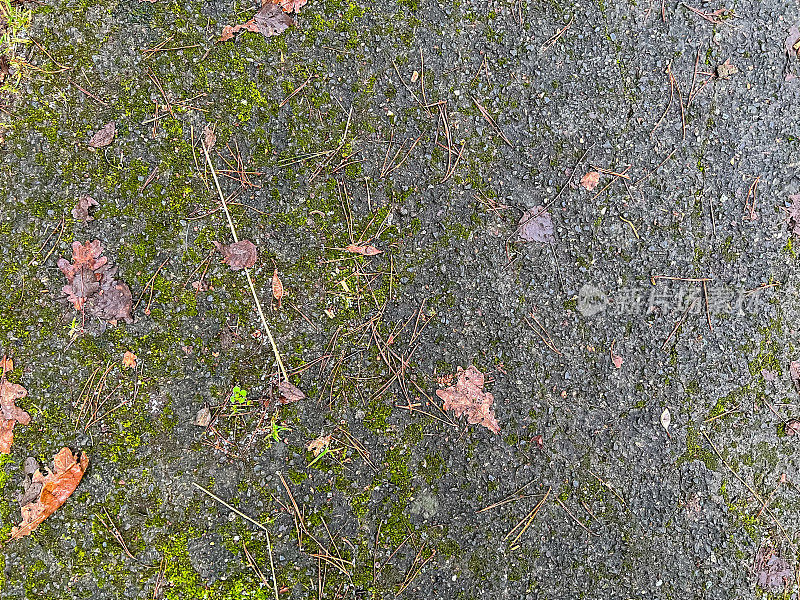 有苔藓和树叶的湿混凝土。