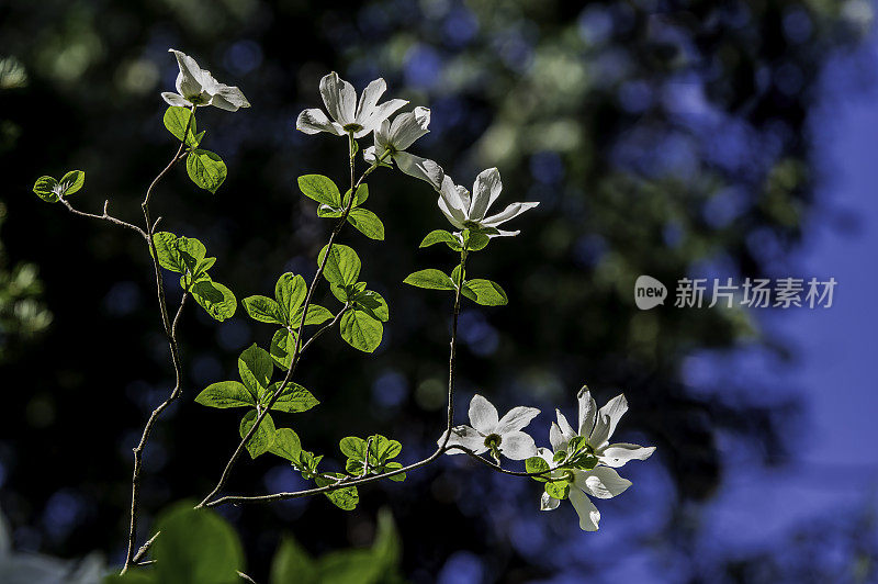 太平洋茱萸或山茱萸，山茱萸，是一种原产于北美西部的茱萸，从南英属哥伦比亚的低地到南加州的山脉。加州约塞米蒂国家公园。山茱萸科。