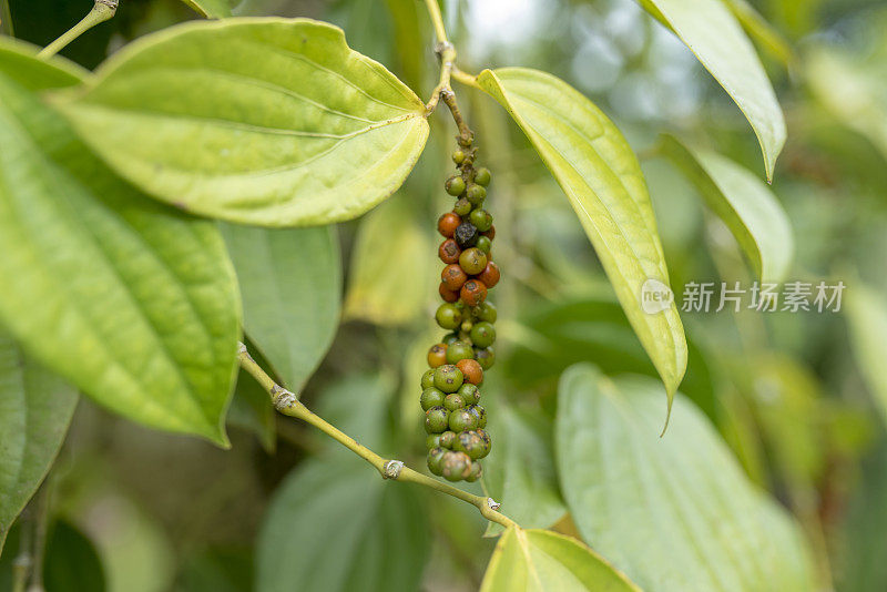 特写黑胡椒植物