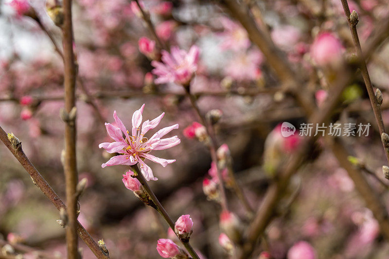 盛开的樱花