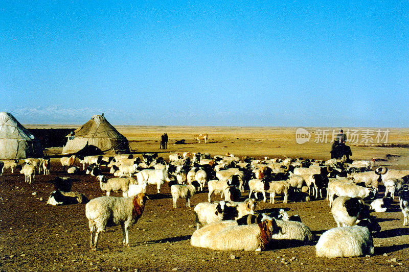 巴音布鲁克草原上的牧民、羊群和蒙古包