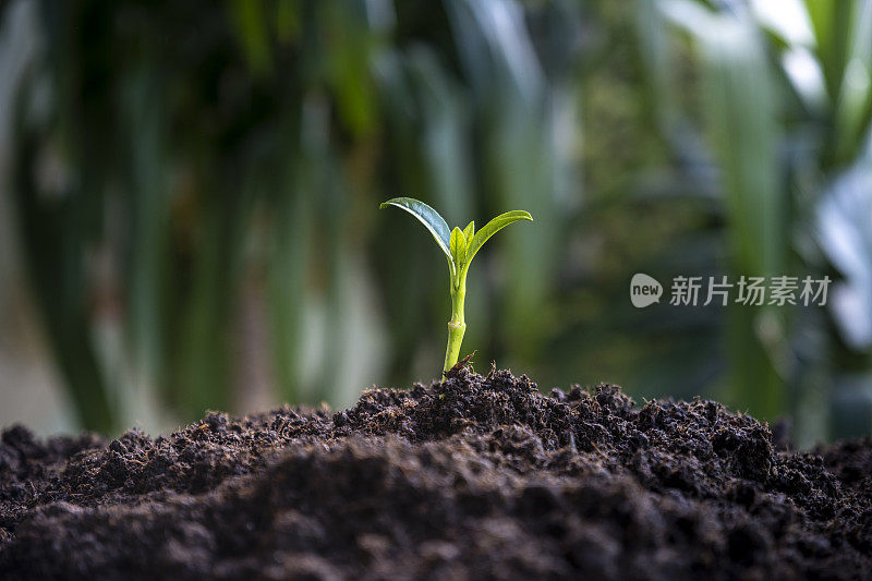 新种植的植物