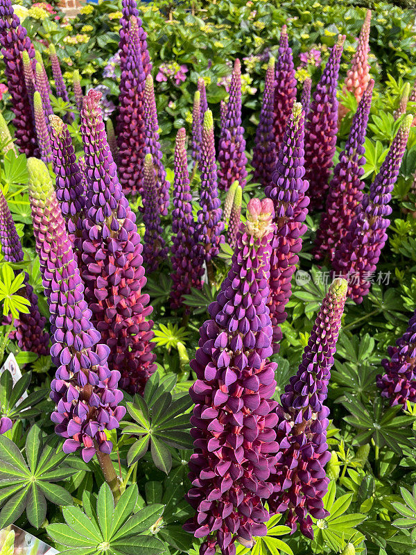 全帧图像草本花卉与紫色羽扇豆(Lupinus)在观赏性花园，升高的观点，关注前景