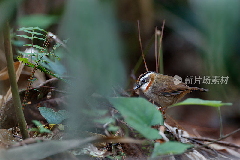 红喉黄貂鸟:成年红喉黄貂鸟。