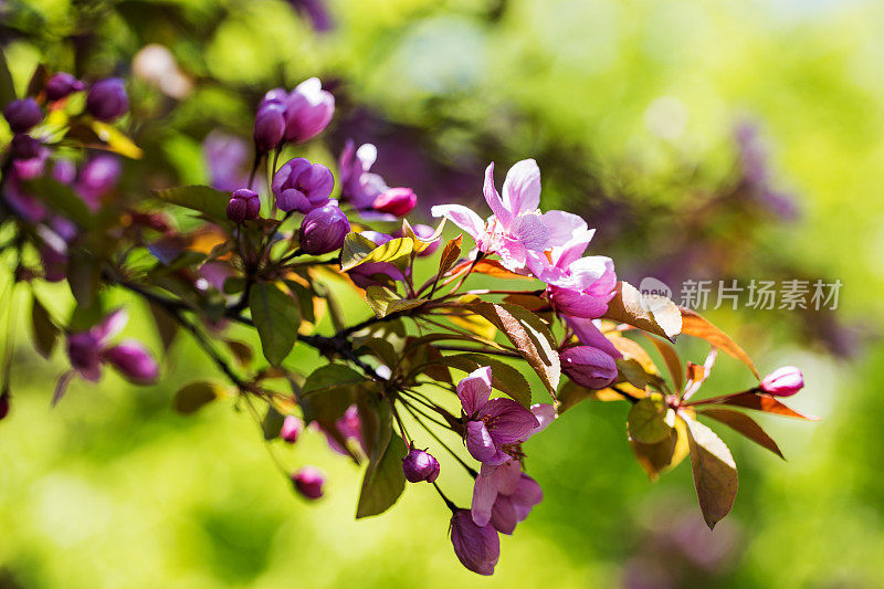 粉蟹苹果花