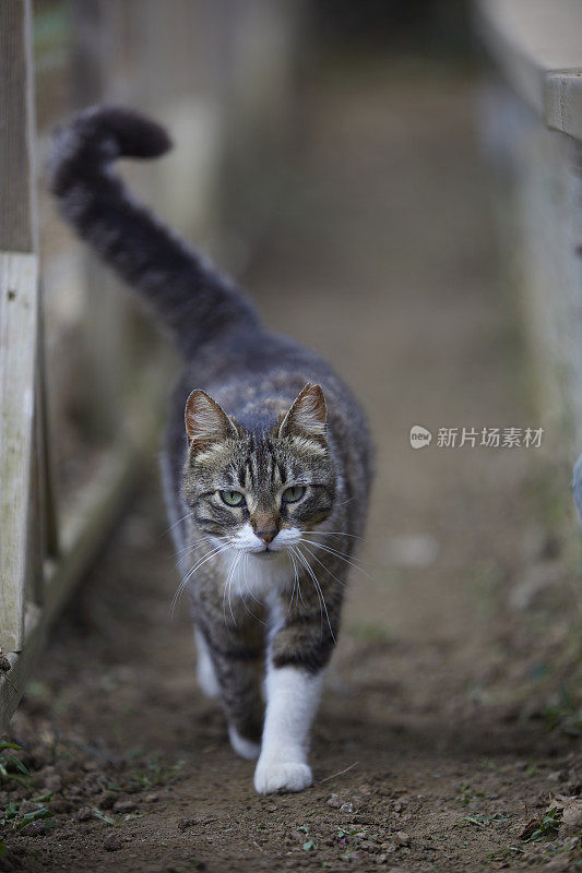 流浪猫走路