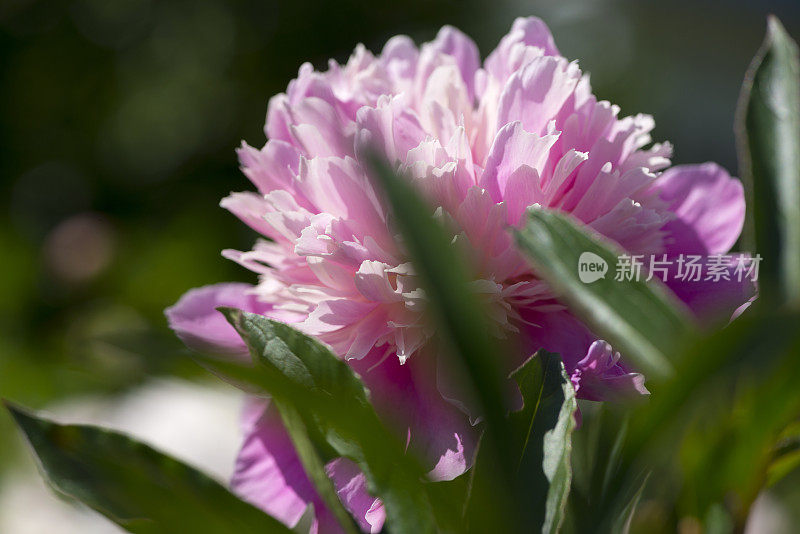 花园里牡丹花开