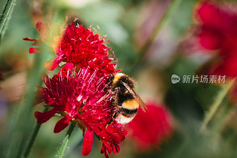 大黄蜂在花园里给花授粉的特写