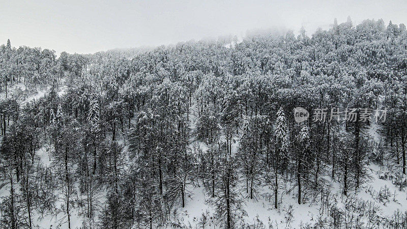 冬天在山上，雪覆盖的松林，冰冻的森林，鸟瞰雪林和山景，雪山的顶峰，雪松