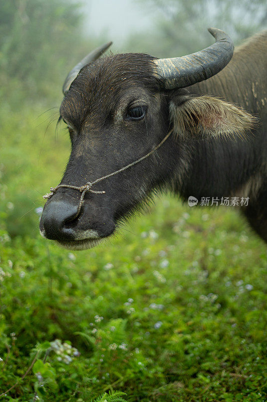 越南萨帕农场的水牛