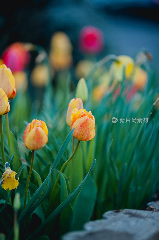 春天的郁金香花