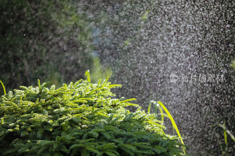 夏天用洒水车浇草