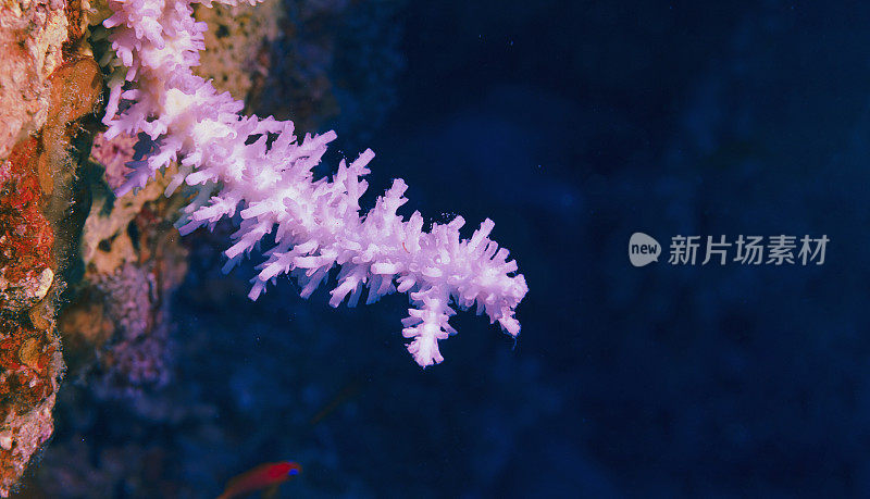 指珊瑚海洋生物宏，特写。珊瑚礁水下照片水肺潜水员视角红海