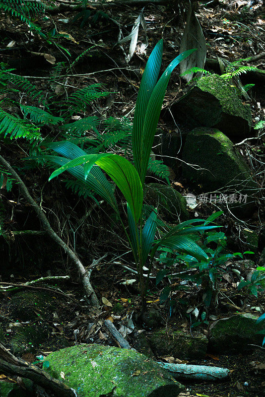 塞舌尔茂密丛林中的小棕榈树。