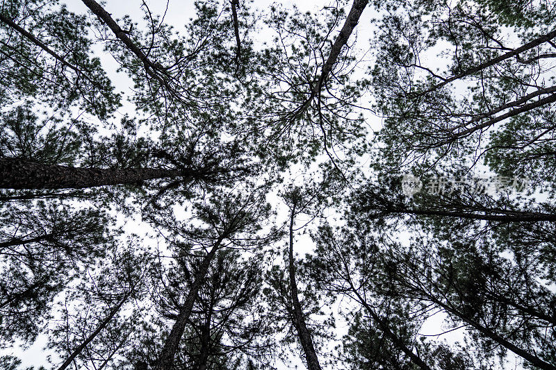 从蚂蚁的角度看松树，可以看到松树上方昏暗的天空。