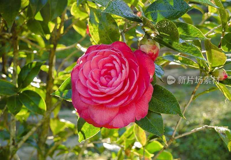花园里美丽的粉红玫瑰