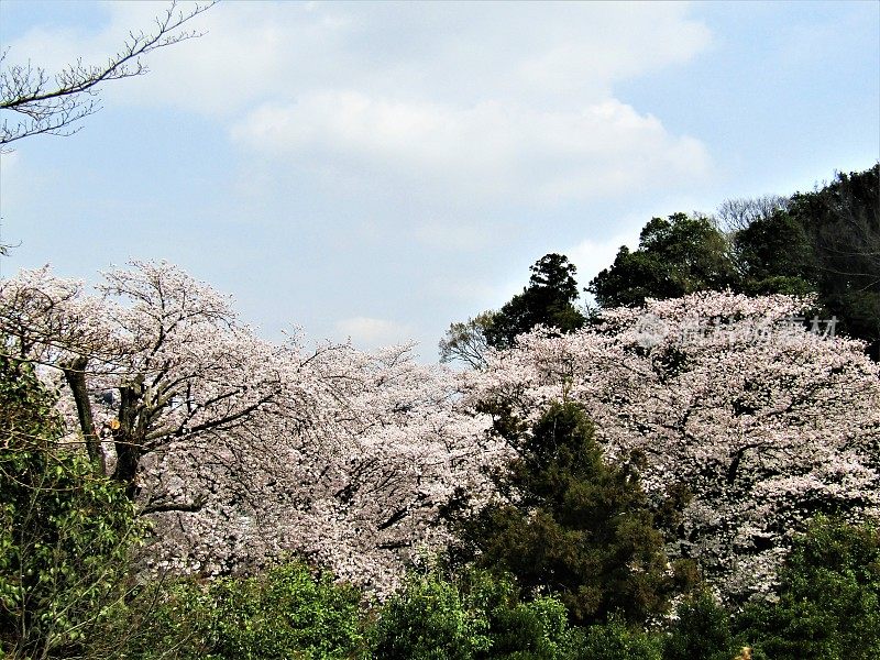 日本。三月底。到处都是樱花。