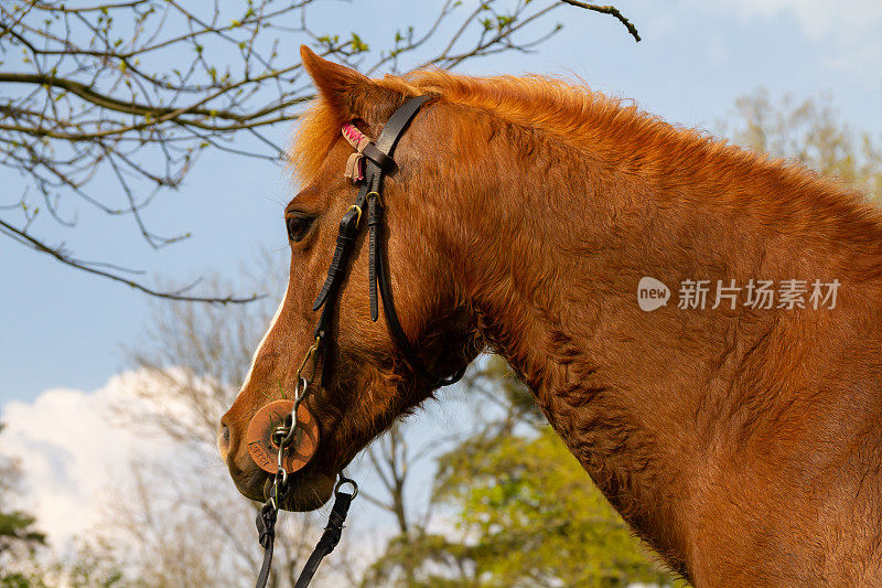 近距离拍摄的栗色小马驹，她站在户外看向远方，在英国乡村骑