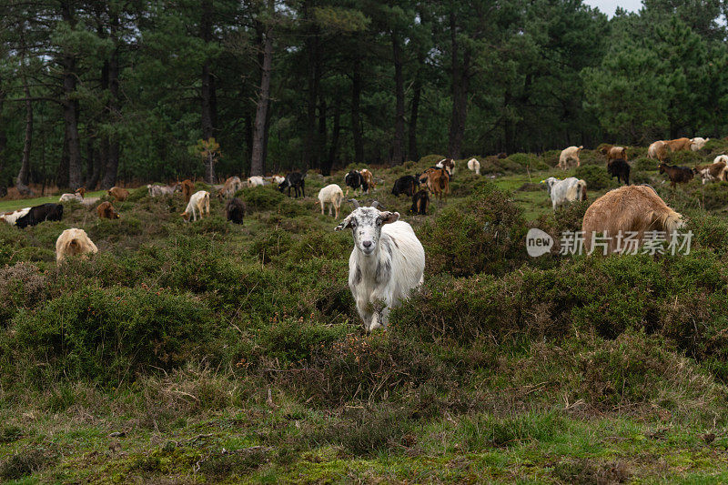 当其他羊群在灌木丛中吃草时，一只年轻的白山羊看着相机的肖像。加利西亚-西班牙